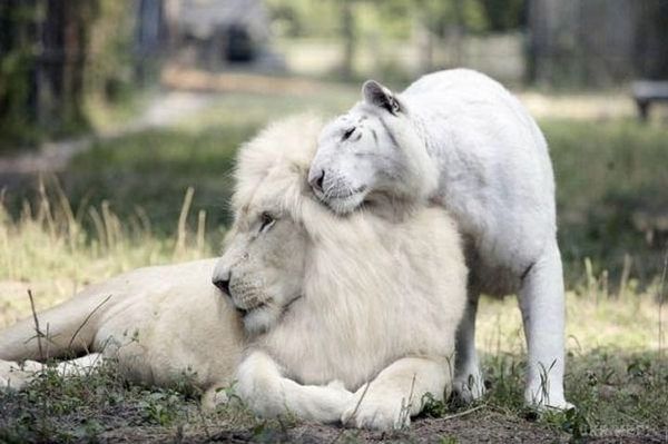 Чарівні лигрята: дивовижної краси діточки від білого лева і білої тигриці. Яка краса!