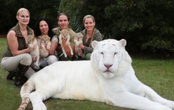 Чарівні лигрята: дивовижної краси діточки від білого лева і білої тигриці. Яка краса!
