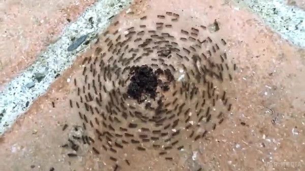 Загадка "Мурашиних круговоротов" (фото, відео). Мурашині кола (мурав'єворот, спіраль смерті, карусель смерті, англ. Death mill) - природне явище, що складається в тому, що один або невелика група мурах, на перший погляд абсолютно безпричинно, починає бігати по замкнутому колу, поступово залучаючи в свій нескінченний цикл все більше і більше інших мурах.