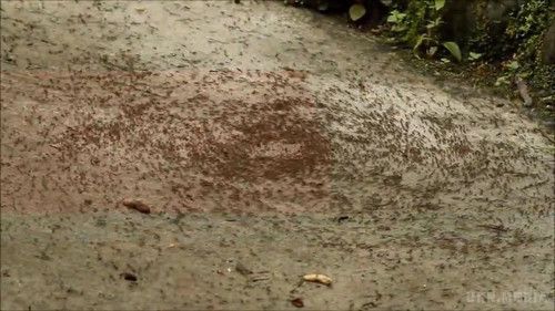 Загадка "Мурашиних круговоротов" (фото, відео). Мурашині кола (мурав'єворот, спіраль смерті, карусель смерті, англ. Death mill) - природне явище, що складається в тому, що один або невелика група мурах, на перший погляд абсолютно безпричинно, починає бігати по замкнутому колу, поступово залучаючи в свій нескінченний цикл все більше і більше інших мурах.