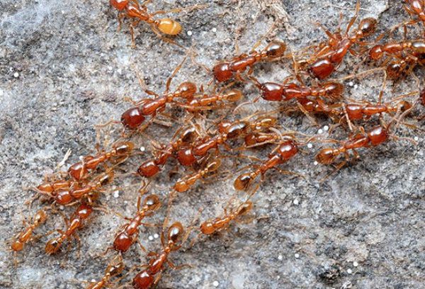 В Японії виявили найнебезпечніших комах. Влада японського міста Сідзуока однойменної префектури заявили про виявлення в порту червоних вогненних мурах, що вважаються одними з найнебезпечніших у світі.