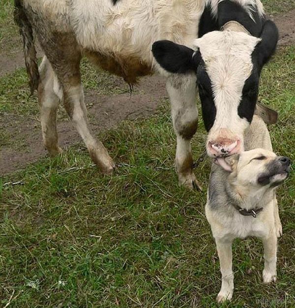 Інтернет "порвала" свіжа загадка - а ви знайдете собаку серед корів?. Де які  стверджуть, що її там немає... але ми заявляємо: собака на місці.