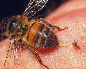 6-річного хлопчика вбив укус бджоли. 6-річний Максим Білорусевич із села Угорськ Шумського району на Тернопільщині помер від укусу бджоли.