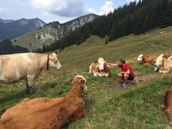 Олег Ляшко проводить агітацію серед телиць (фото). Епатажний політик проводить час серед стада корів.