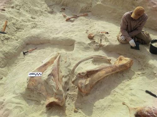 У Саудівській Аравії знайшли останки гігантських доісторичних слонів (фото). Нове відкриття, зроблене палеонтологами з міста Джидда, свідчить про те, що в цій місцевості колись жили гігантські слони.