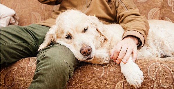 Якщо пес лизнув тобі ногу або руку, це особливий знак!. Як розуміти улюблену собаку...
