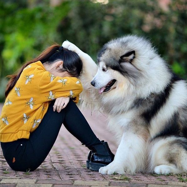 Якщо пес лизнув тобі ногу або руку, це особливий знак!. Як розуміти улюблену собаку...