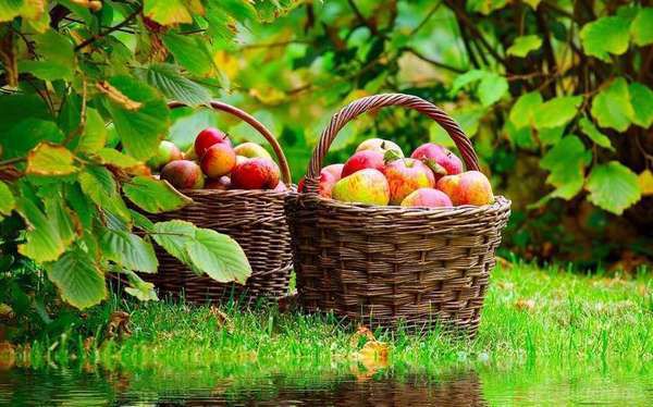 Вчені розвіяли популярний міф про яблука. Вважається, що одного яблука на день достатньо, щоби зміцнити своє здоров'я.