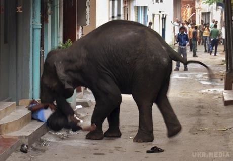 В Індії слон затоптав чоловіка, який намагався зробити з ним селфі. В Індії слон затоптав місцевого жителя, який намагався зробити з ним селфі.