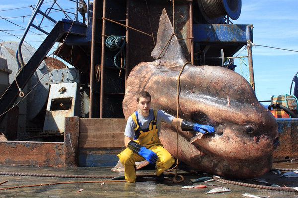 Моряк-фотограф здивував знімками незвичайних риб (Фото). Мурманський моряк Роман Федорцов працює на риболовецькому траулері і викладає фотографії незвичайних риб.