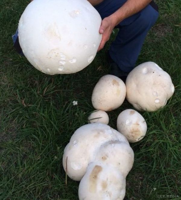 Користувачів  мережі шокували гриби-гіганти з Рівненщини(фото). У селі Дермань Здолбунівського району Рівненської області місцеві мешканці знайшли велетенські гриби-дощовики