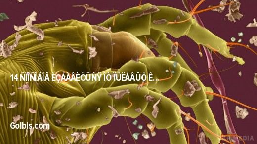 14 способів позбавитися від пилових кліщів без хімікатів. Пилові кліщі — мікроскопічні комахи, що живуть у м'яких меблях по всьому будинку, які живляться мертвими клітинами шкіри. 