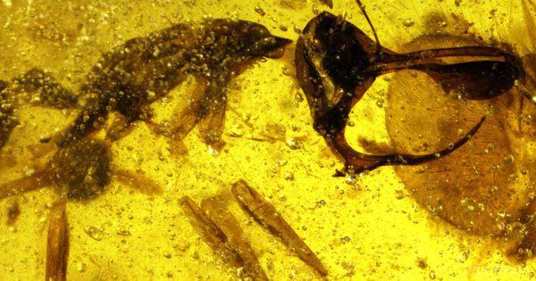 Археологи знайшли стародавню "пекельну мурашку". Пекельні мурахи вимерли в крейдяному періоді. 