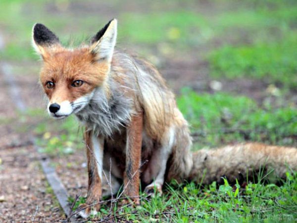 У Запоріжжі скажена лисиця напала на людей. У Запоріжжі патрульні застрелили скажену лисицю, яка вдерлася в приватний двір і покусала собак.