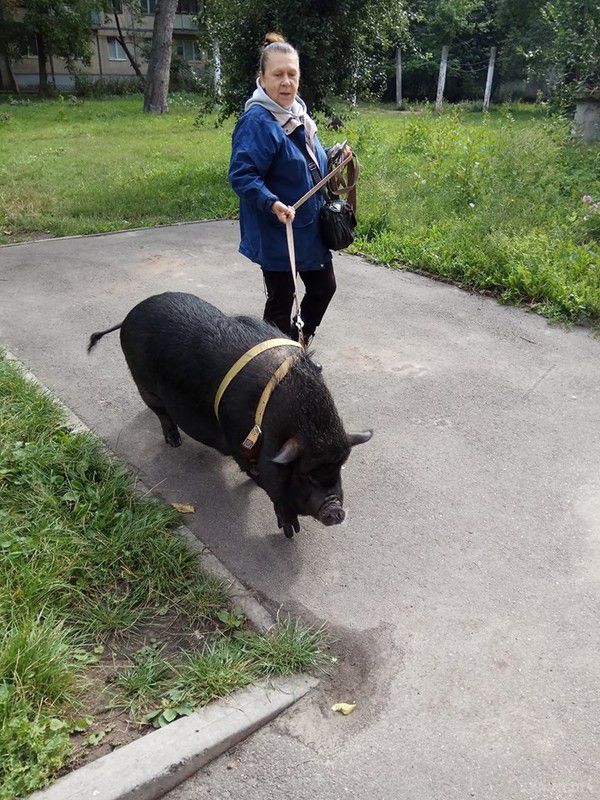 По Києву гуляє жінка з величезною свинею на повідку. Люди пишуть, що господиня завжди прибирає за своєю вихованкою.