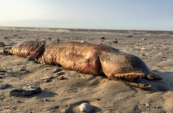 Невідому тварину знайшли на пляжі в Техасі. У нього гострі зуби, довгий хвіст і зовсім немає очей.