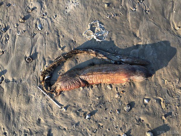 Невідому тварину знайшли на пляжі в Техасі. У нього гострі зуби, довгий хвіст і зовсім немає очей.