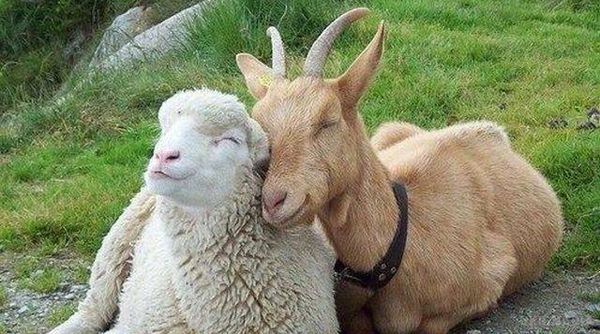 Народні прикмети на 15 вересня - день Маманта-Овчарніка, день Федота і Руфіна.  15 вересня не можна виганяти вранці худобину, інакше біду можна накликати. Самого Маманта раніше вважали покровителем овець і кіз. 