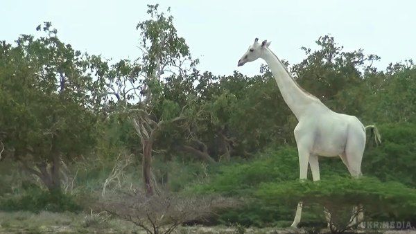 Жирафи без плям: У Кенії вперше зафіксували білих животних (відео). У Кенії рідкісних білих жирафів вперше зафіксували на відео.