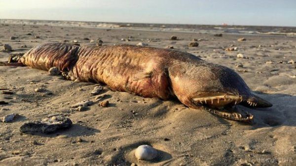 Фахіфці розпізнали страхітливу істоту, яку викинуло на берег США. Таємничою морською істотою, яку викинуло на узбережжя Техасу ураганом "Харві", виявився ...