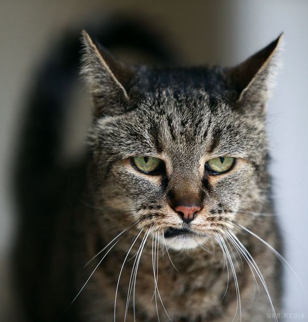 У Британії помер найстаріший кіт у світі Натмег. У кота були проблеми з диханням, а помер він у ветеринарній клініці в результаті серцевої недостатності. 