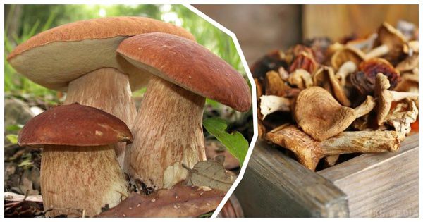 Як правильно сушити гриби, щоб зберегти природний смак та аромат. Підбірка перевірених порад.