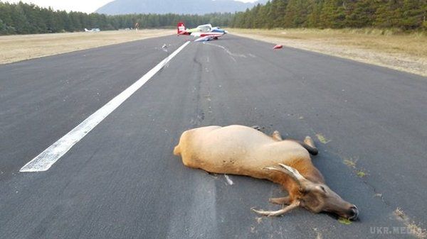 У США літак збив двох оленів: з'явилися фото. Тварини несподівано вибігли на злітно-посадкову смугу, і пілот не зміг ухилитися.