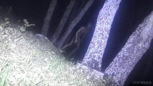 В Аргентині сфотографували інопланетянина. Поліція прибула на місце після того , як отримала повідомлення від групи молодих людей, які розповіли, що у парку побачили дивну істоту. 