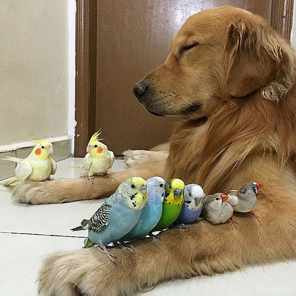 Сміх до сліз: кумедний пес "усиновив" папуг і хом'яка (фото). Незвичайна історія дружби ретривера, хом'яка і восьми папуг.