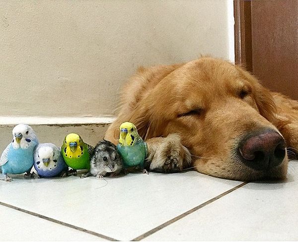 Сміх до сліз: кумедний пес "усиновив" папуг і хом'яка (фото). Незвичайна історія дружби ретривера, хом'яка і восьми папуг.