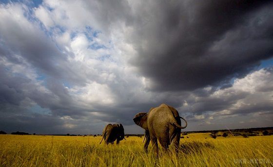 22 вересня - Всесвітній день захисту слонів. Слони – найбільші з сухопутних ссавців на планеті 