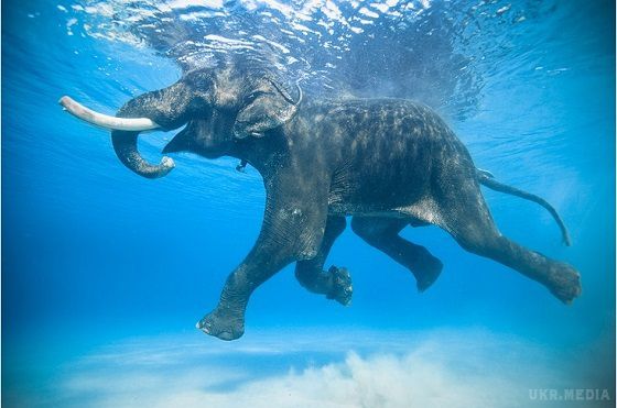 22 вересня - Всесвітній день захисту слонів. Слони – найбільші з сухопутних ссавців на планеті 