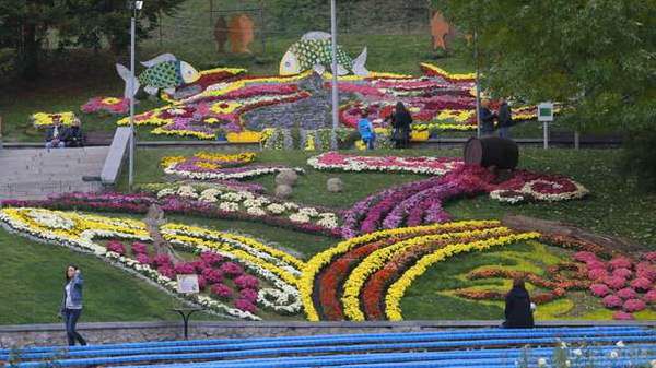 Фантастична історія! У Києві відбудеться виставка хризантем. Фестиваль відкриється 4 жовтня.