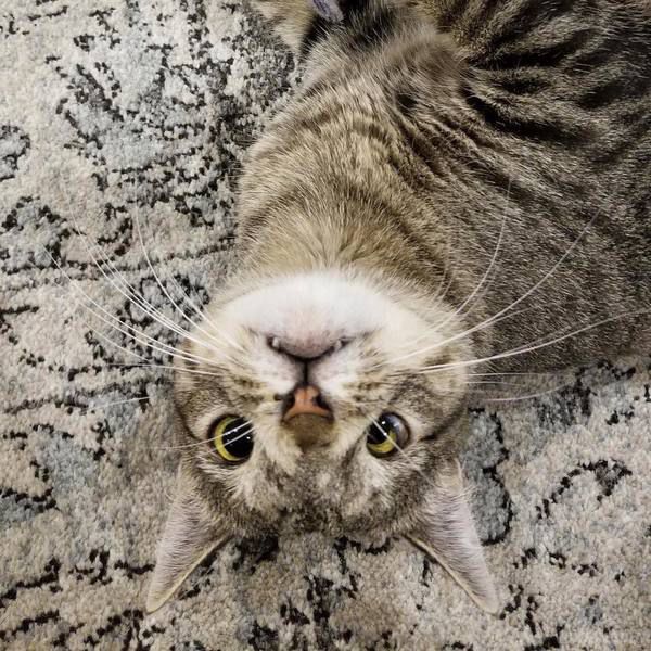 Кішка з дивним поглядом підкорила Instagram. Цей пухнастик справді виглядає фантастично попри хромосомну аномалію.