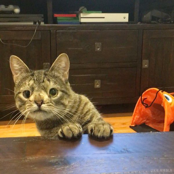 Кішка з дивним поглядом підкорила Instagram. Цей пухнастик справді виглядає фантастично попри хромосомну аномалію.