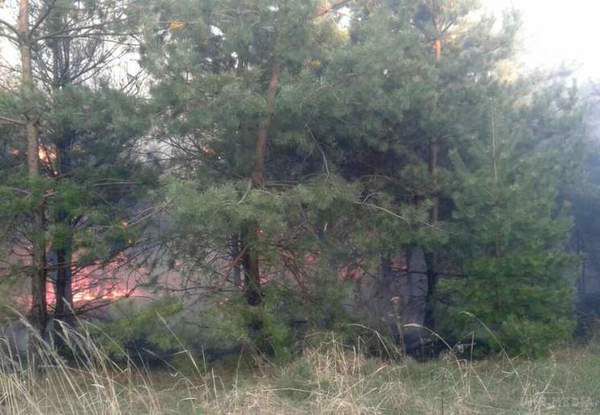 На Полтавщині горить ліс: йде евакуація дачників. Вітер заважає рятувальникам гасити вогонь.