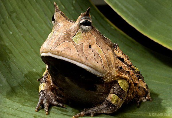 Стародавні гігантські жаби могли харчуватися динозаврами - вчені. Жаба жила на Землі 70 мільйонів років тому.