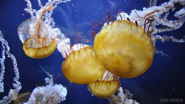 Неймовірне відео, як виглядає сон медуз. Науковці зі Сполучених Штатів вирішили дослідити сон медуз.