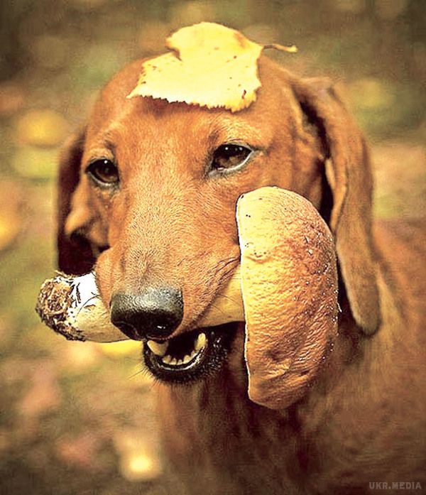 Українець навчив свого пса шукати в лісі виключно білі гриби. чоловікові допомагає шукати лісові делікатеси чотирилапий друг,