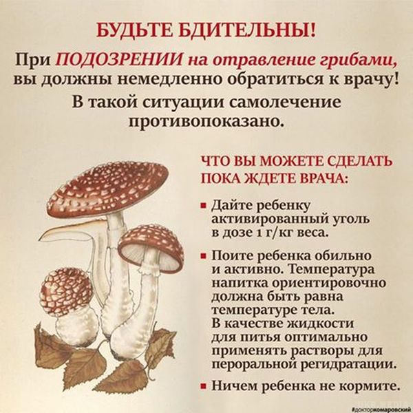 Якщо дитина отруїлася грибами - Правила невідкладної допомоги. Бережіть своє чадо від грибів!, 