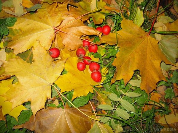 Народні прикмети на 24 вересня - день святого Федора Олександрійського. 24 вересня відзначається день осіннього рівнодення. Селяни в цей час відправлялися в поля, щоб подивитися, наскільки добре сходять озимі і раділи, якщо було саме так, оскільки це обіцяло урожай. 
