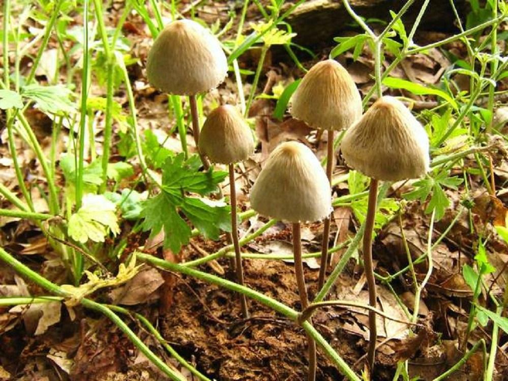 Галюциногенним грибам знайшлося нове застосування. Дослідники з Університету штату Огайо виявили здатність галюциногенних грибів відлякувати комах.