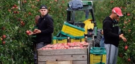 Як і скільки заробляють українці в ЄС - у Польщу на яблука. Заробітчанам часто доводиться працювати в умовах, які не відповідають ні польським, ні загальноєвропейським трудовим стандартам. 