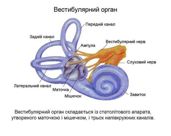 Порушення вестибулярного апарату. Вестибулярний апарат розташований у внутрішній частині вуха і має рецептори вестибулярного аналізатора. Цей орган здатний відчувати навіть найменші зміни положення тіла в просторі.