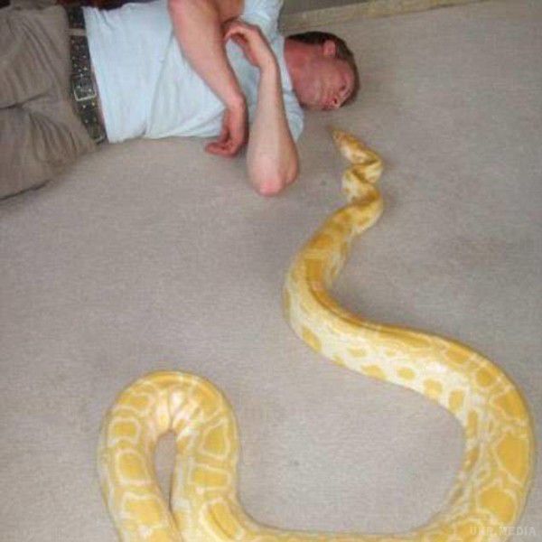 Поруч з тілом любителя екзотичних тварин знайшли його улюбленого пітона (фото). Слідчі підозрюють, що саме змія вбила чоловіка.