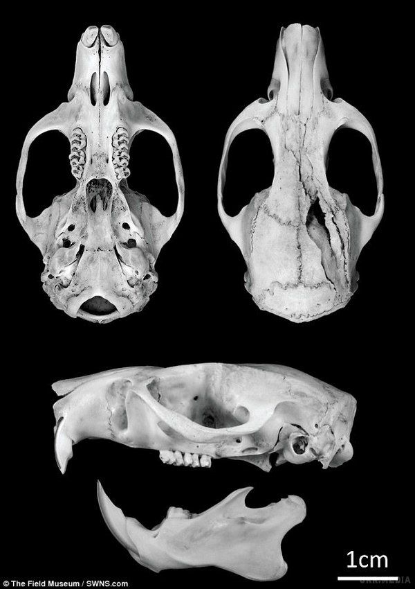 На Соломонових островах знайшли гігантського щура, що згадується в легендах. Зоологи виявили на Соломонових островах надзвичайно великого щура, вага якого може досягати одного кілограма.