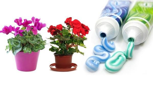 Незвичайна, але ефективна, для підживлення кімнатних квітів - зубна паста (відео). Багато кімнатні рослини не переносять кислий грунт, у ній вони починають в'янути і можуть і зовсім загинути. 