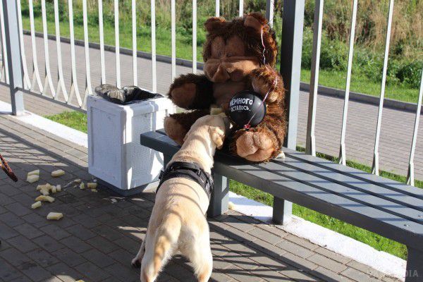 Залізничну станцію евакуювали в Калінінграді.  Причиною для такої ситуації став плюшевий ведмідь, залишений на лавочці. 