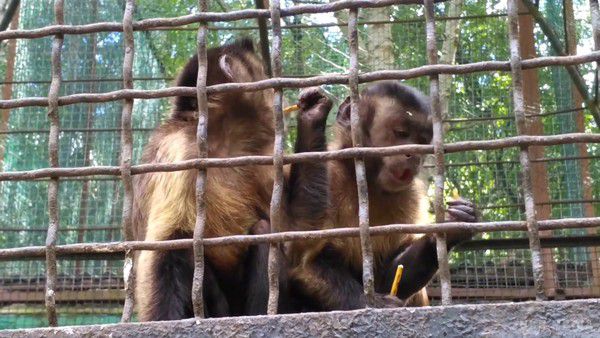 На Харківщині мавпи влаштували масовий напад на співробітника зоопарку. Чоловік позбувся декількох пальців і вуха.
