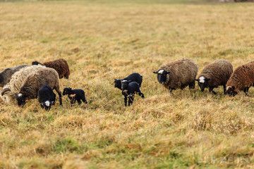 Народні прикмети на 29 вересня - День Ефімії. Саме 29 вересня зараз починали стригти овець, вовна яких використовували для виготовлення валянок.